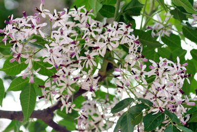 每天认识一味中草药丁香,每天认识一种植物九里香