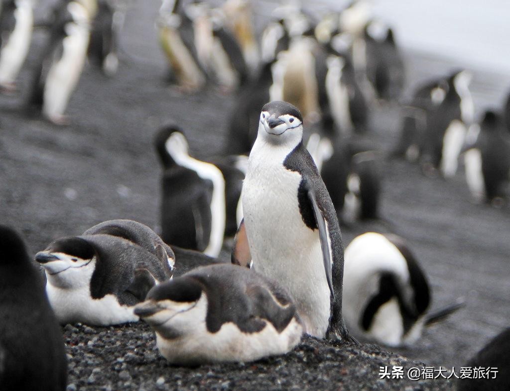 一生必去的南极，长期与世隔绝美景感人，中国游客：不虚此行