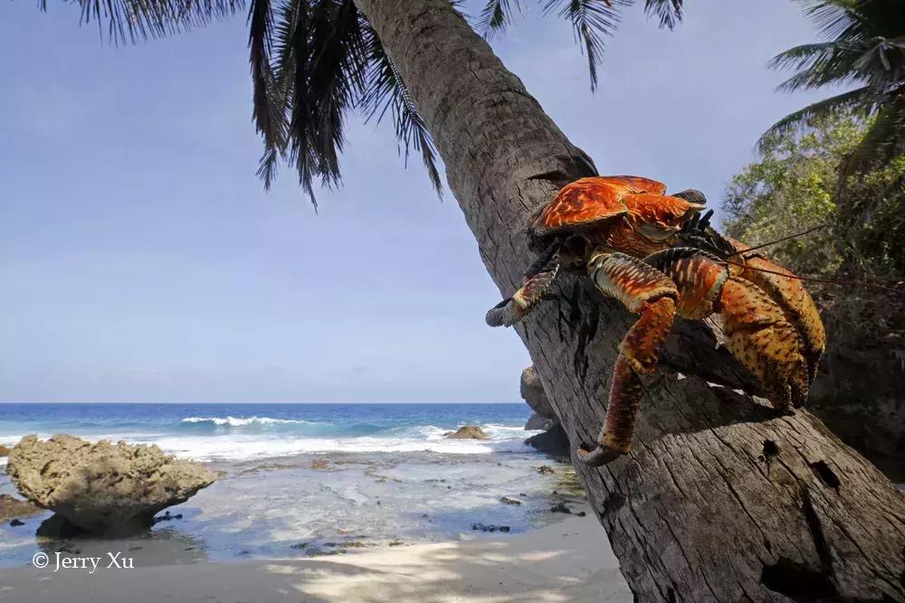 大师评图VOL.59丨“哥斯拉”出没注意！摄影创意无限！