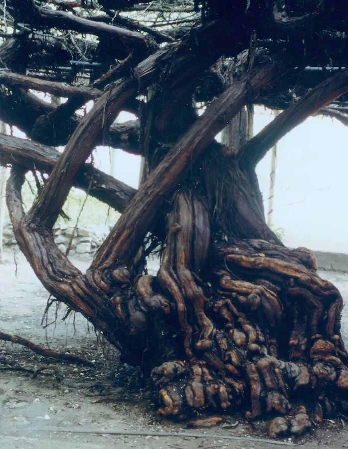 开到荼蘼唱的是什么,歌词中有开到荼蘼