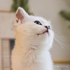 猫咪除尿臭最有效的方法,猫咪霉菌净