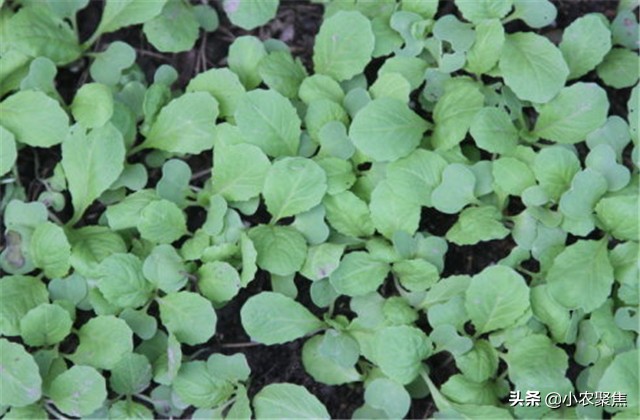 莴苣怎么采种子,莴苣种植的正确方法