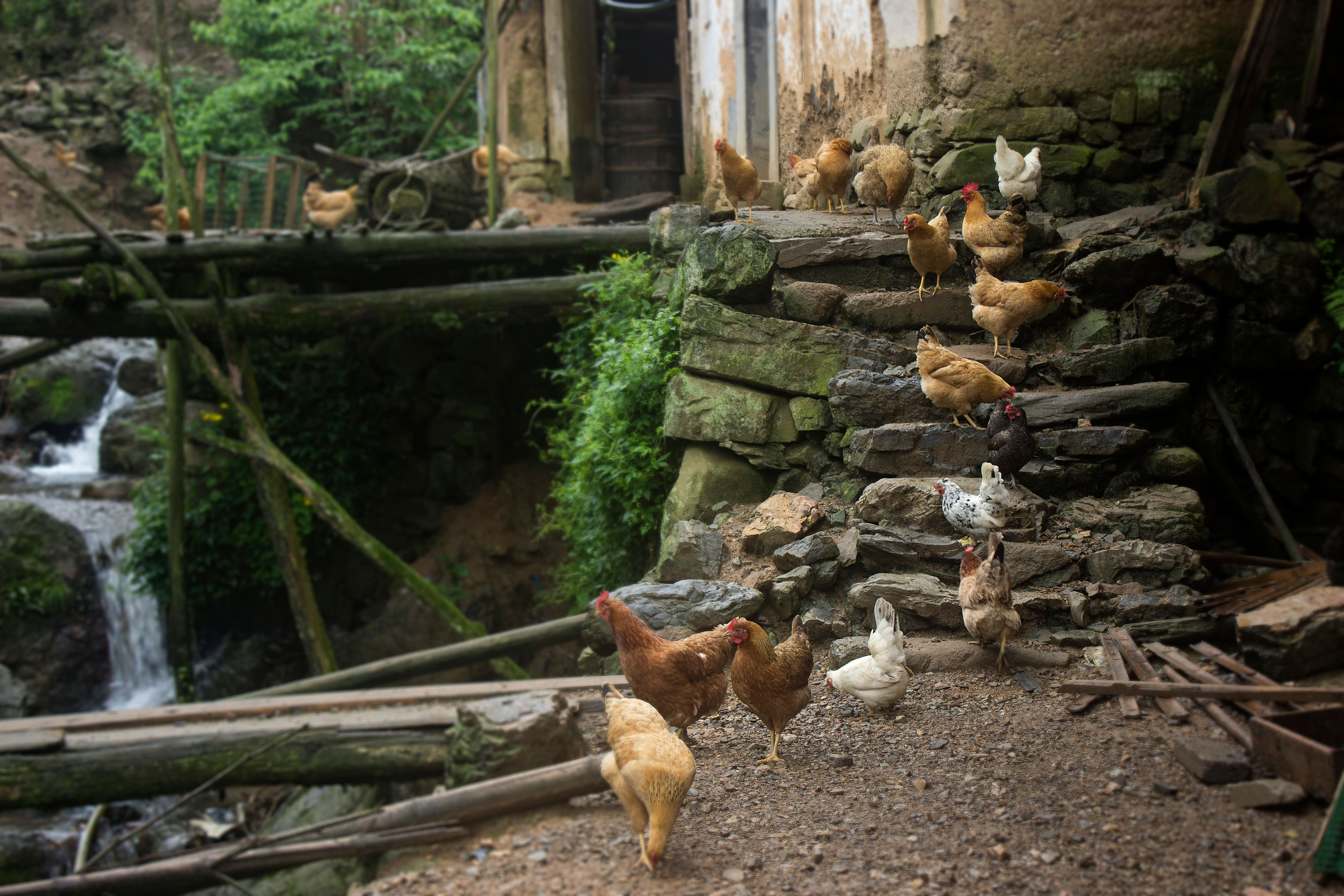 养殖2000只土鸡的成本与利润,怎么养土鸡赚钱