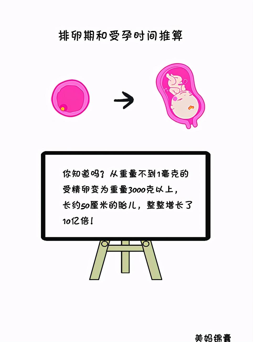 怎么计算排卵期最佳时间,排卵期什么时间段受孕最佳