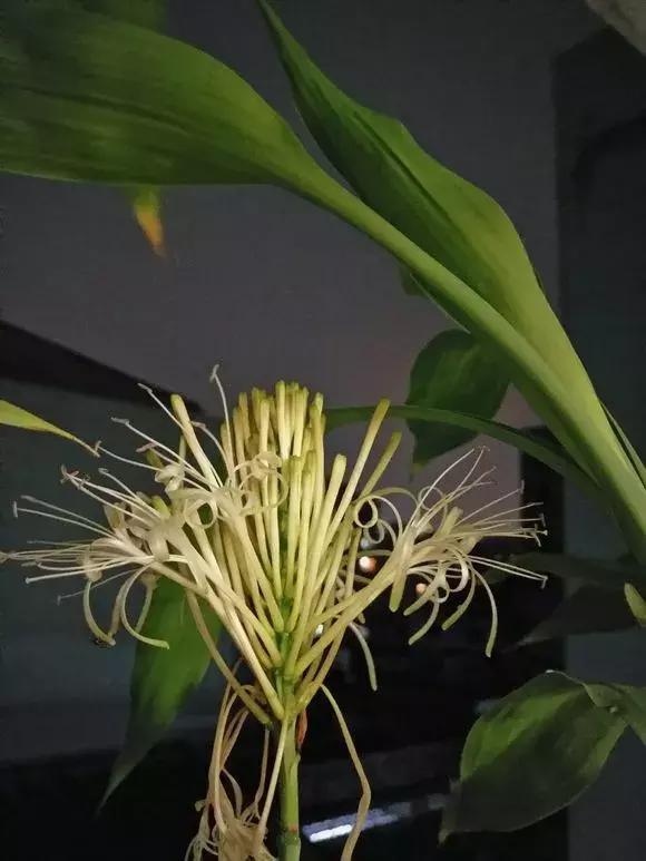 家里三种最旺财的花卉,家里招财旺宅的花