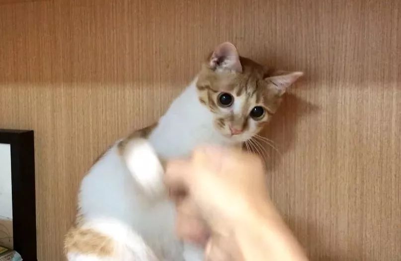 小佩猫窝事件,小佩闷死猫事件