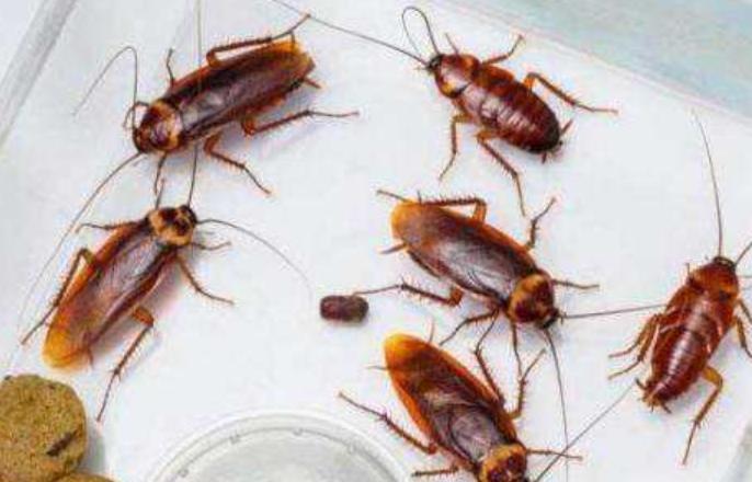 居家和疫情恢复返校之际，蟑螂药的选择，中药或是发展契机