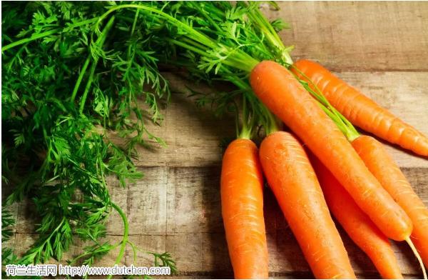 如果有人问你为什么选择荷兰？赶紧把这篇文章甩过去！