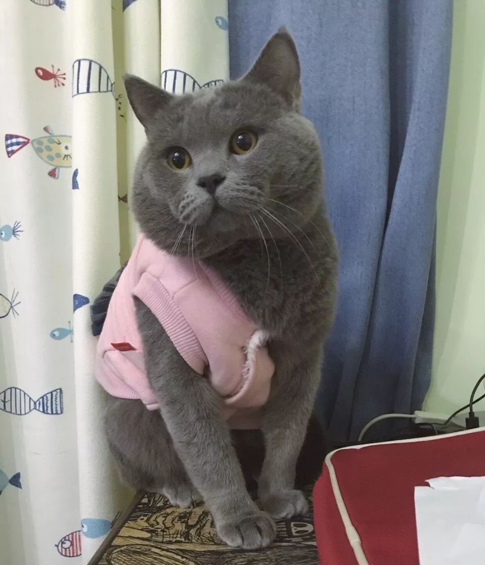 “乱买东西，猫骂了我三天！”