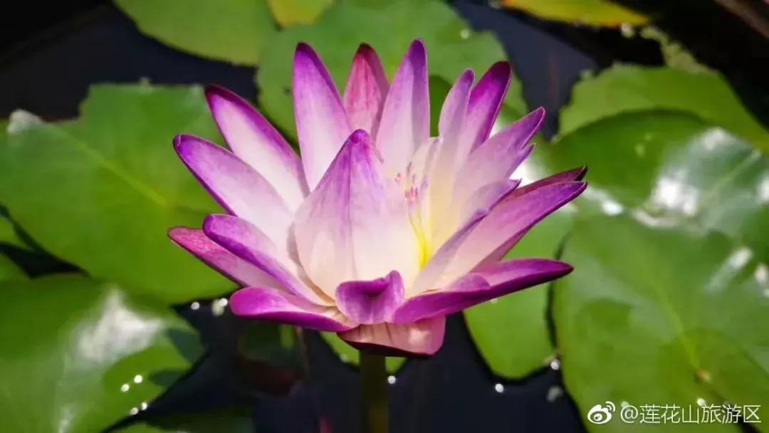 番禺好看的街景,番禺美丽的风光