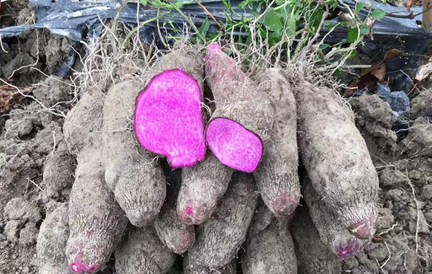 前景超好的6个农村种植项目,目前最有前途的农村种植项目