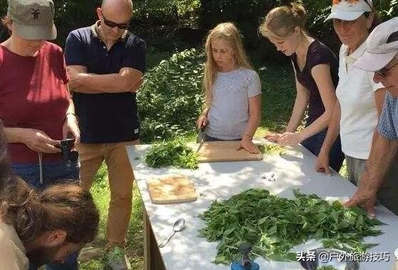 农村里常见的车前草有什么功效,这才是车前草正确用途