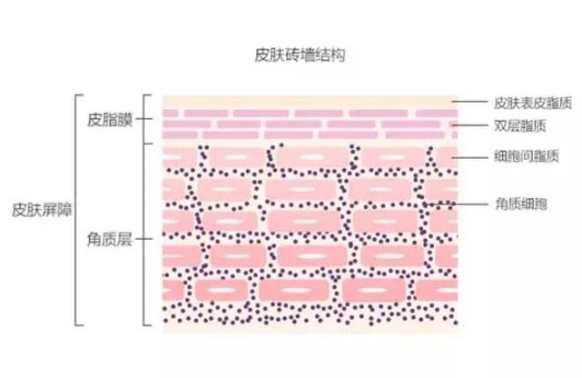 聊聊皮肤保湿有多重要,一招教你保湿皮肤