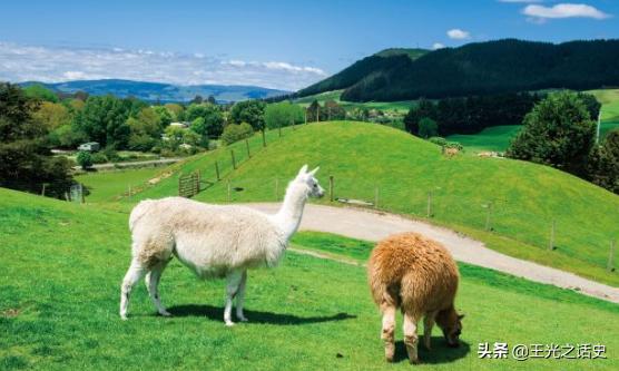 新西兰靠什么变成发达国家,新西兰是如何成为发达国家