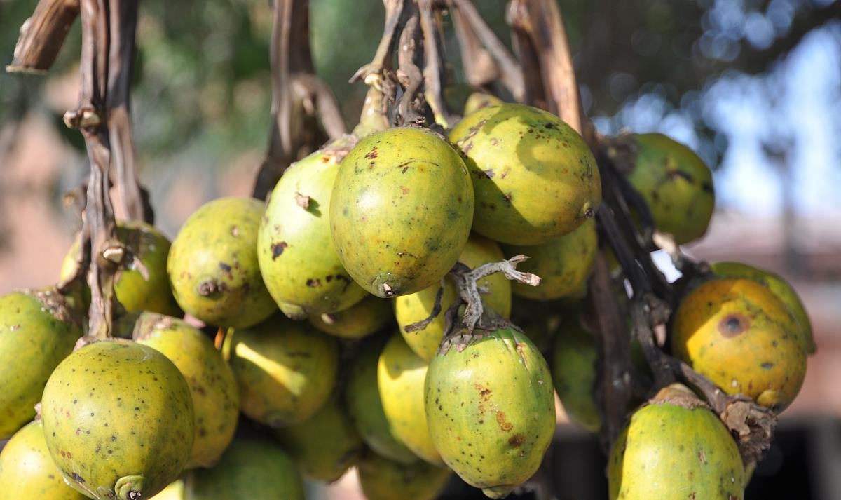 槟榔属于软性毒品吗,槟榔的危机有多大