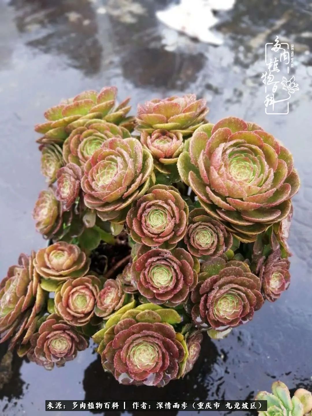 在重庆养多肉养的是一种信仰,重庆养多肉适合用什么土