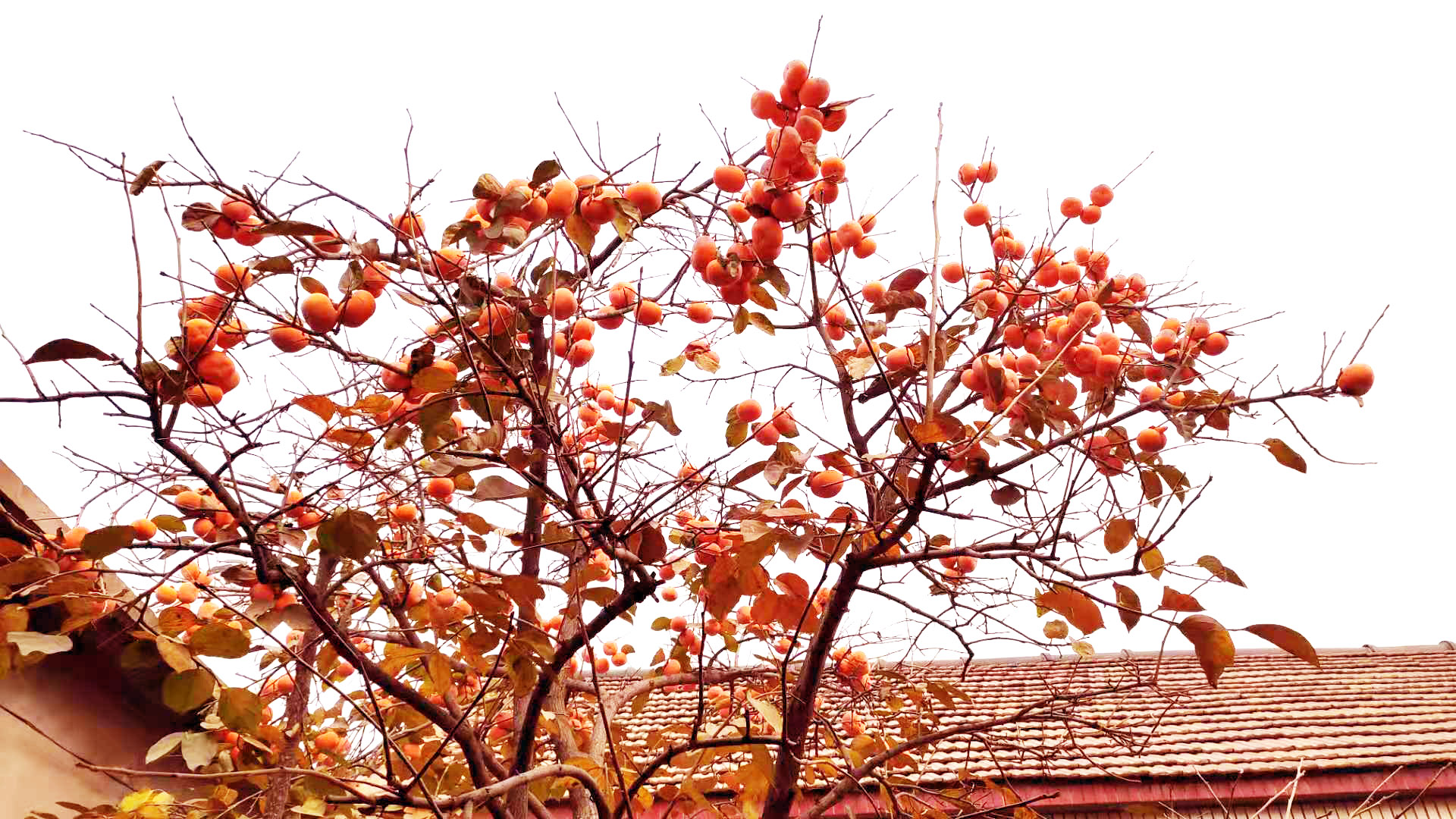 一树柿子红小说阅读理解,一树柿子红阅读理解