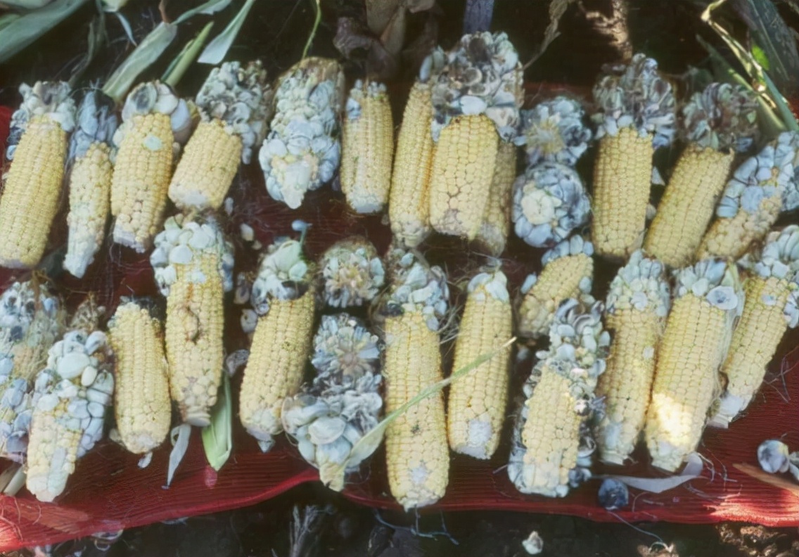 玉米上长的黑黑的菌外国叫啥,玉米上面黑色的菌图片