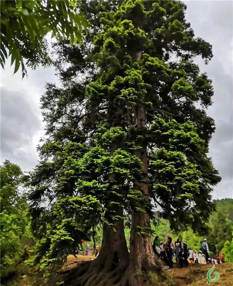 去兰坪旅游值得逛的地方,去了一次就喜欢的城市