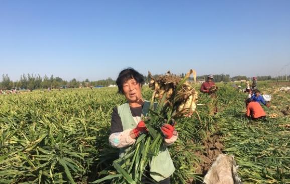 黄姜药材种植利润,种植黄姜的市场前景