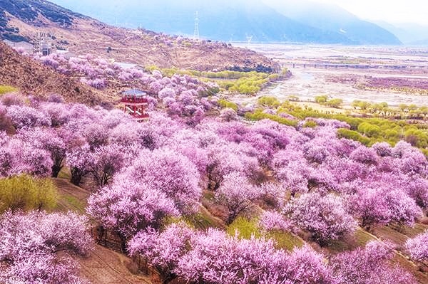 pandora潘多拉,pandora潘多拉十里桃花