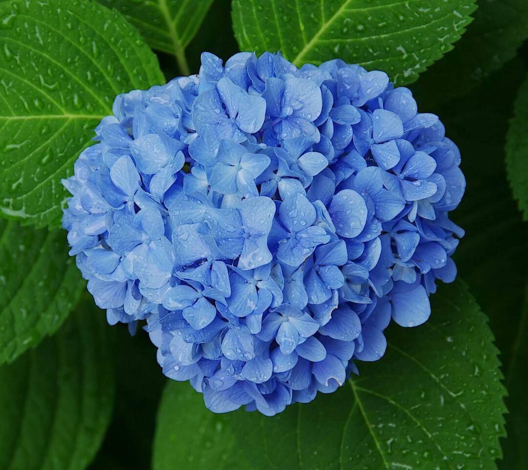 100种花语图解大全,100种象征着爱情的花的花语