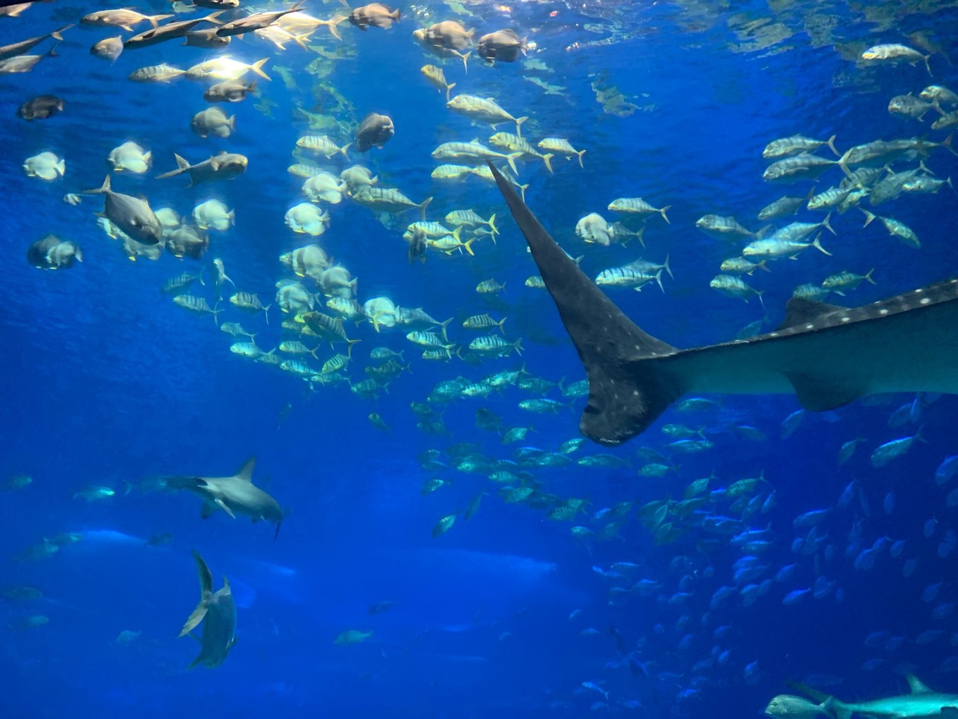 珠海长隆海洋王国攻略三天两夜,珠海长隆海洋王国必玩十大项目