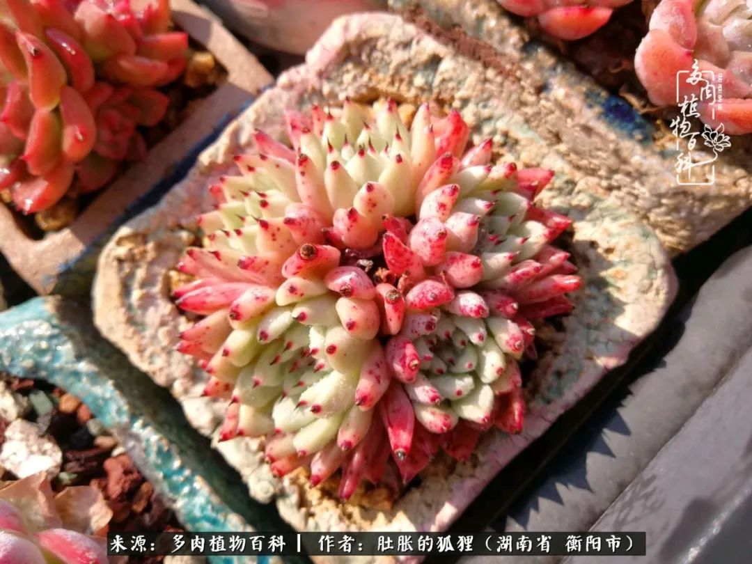 多肉用大盆养好还是用小盆养,多肉用石子养好还是用土养好