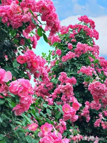 郫都区最美的花海,成都郫都花乡玫瑰开放了吗