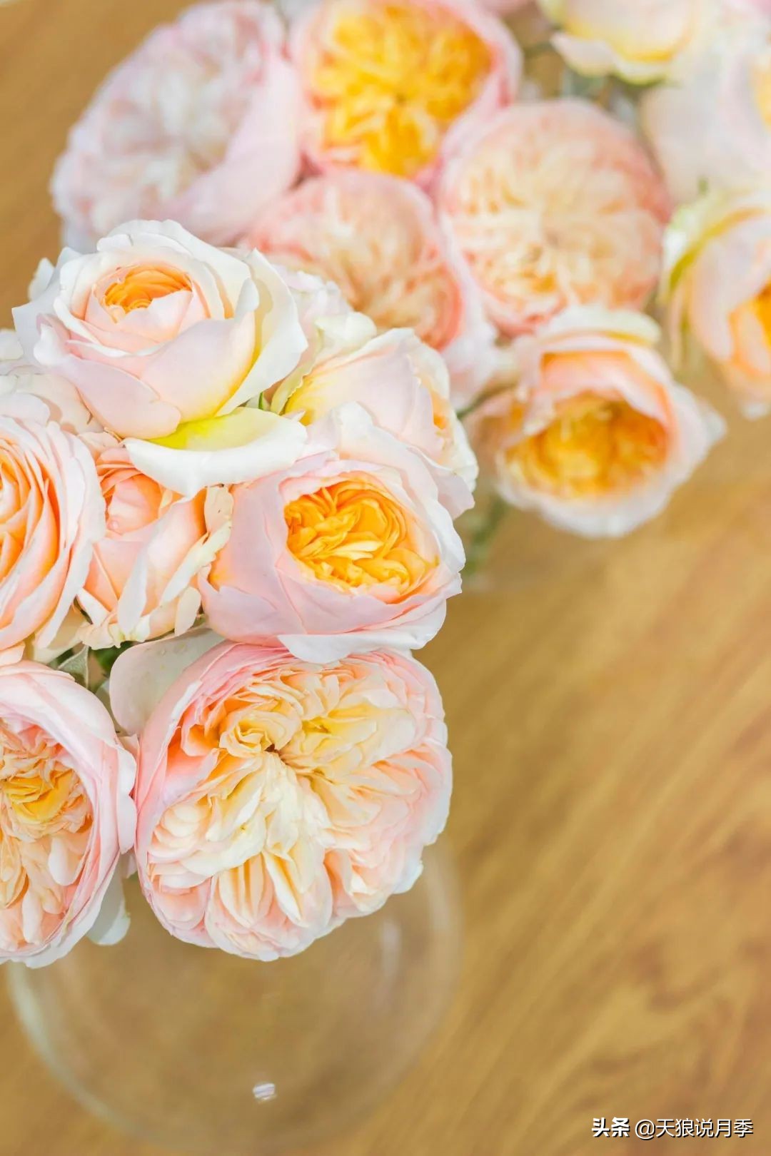 圆滚滚的绣球，瀑布般的花墙，这届花友也太会种花了吧