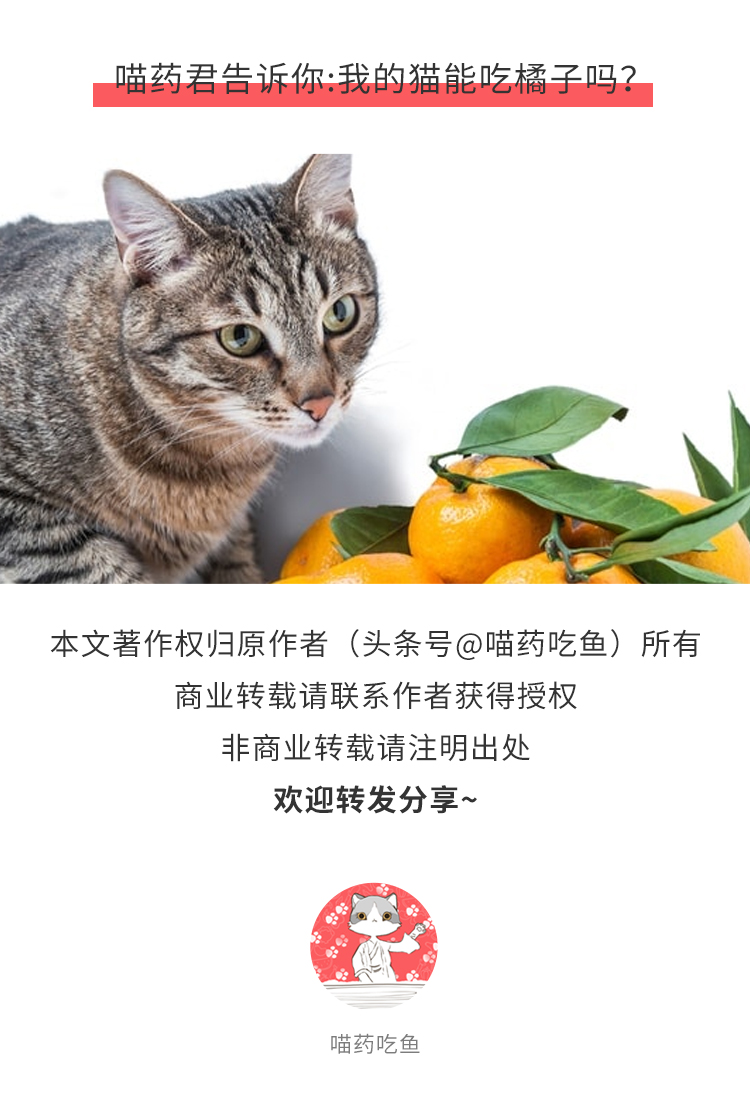 猫咪为什么不能吃橘子皮,猫吃了一点橘子皮怎么处理
