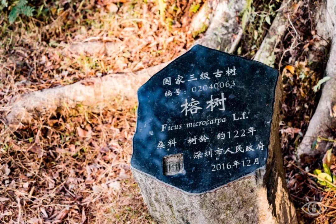 深圳看海去哪里比较好,深圳出地铁就看海的地方是哪里