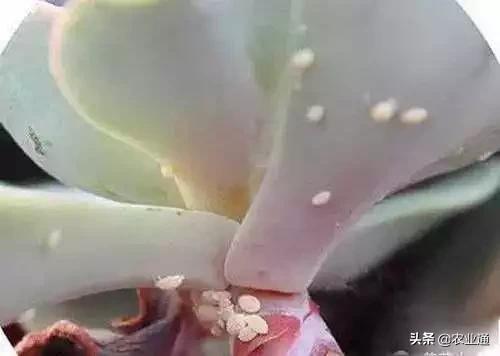 家庭防治虫害的最佳方法,自制蔬菜种植除虫小妙招