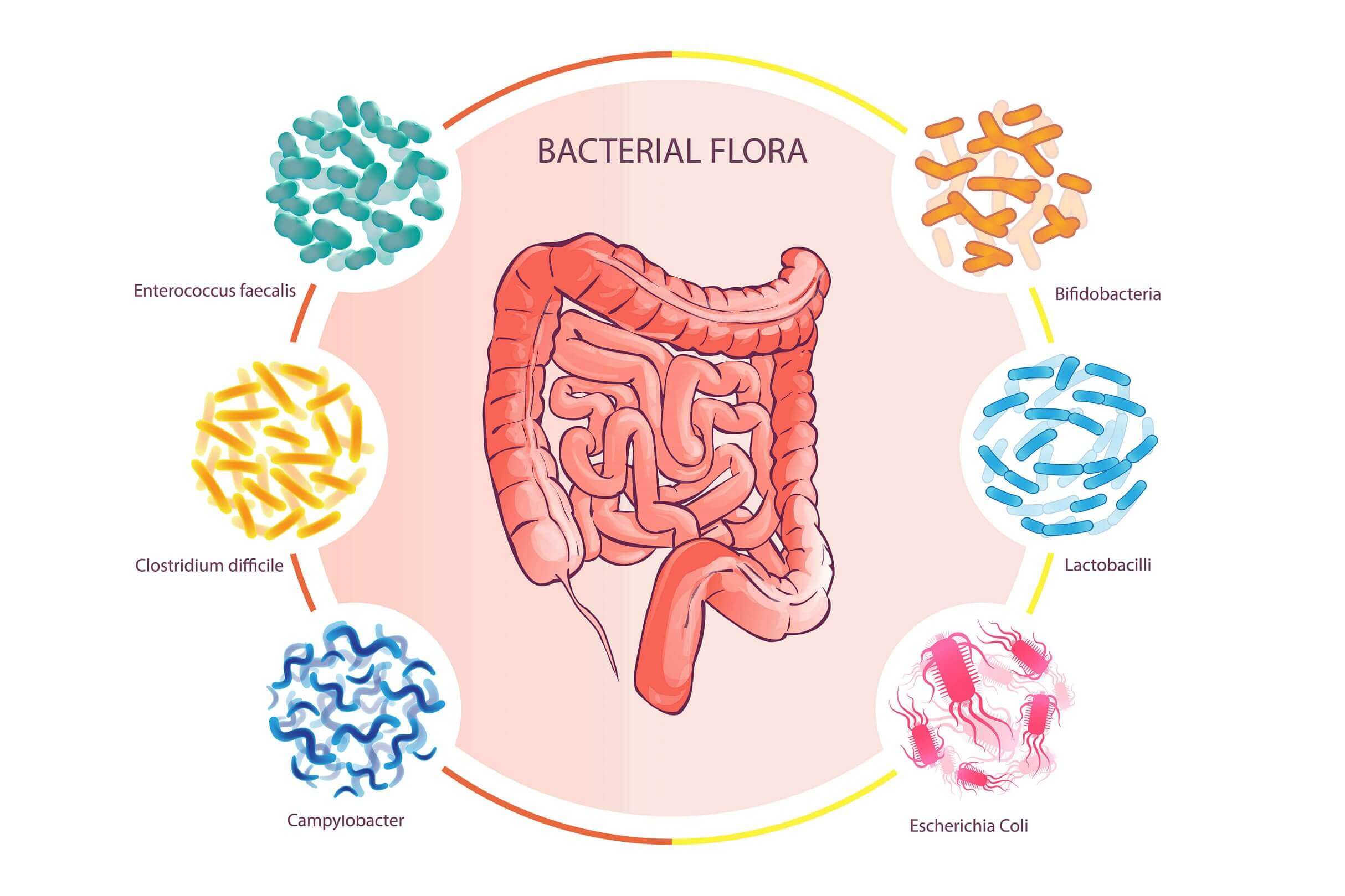 为什么动物可以吃生肉人不行,人为什么不能吃生肉
