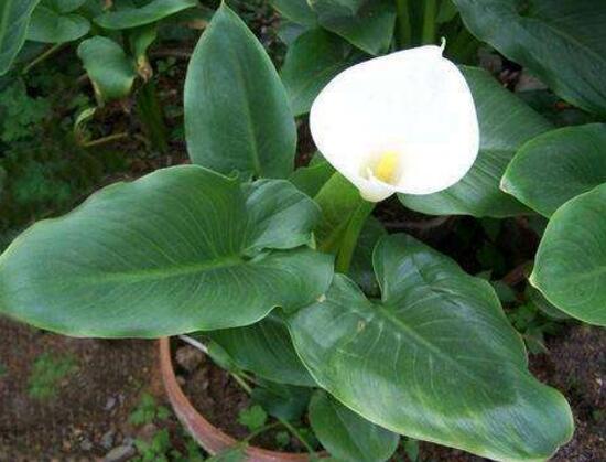 马蹄莲鲜切花花朵发黄焦边干枯,马蹄莲花蔫叶子发黄是什么原因