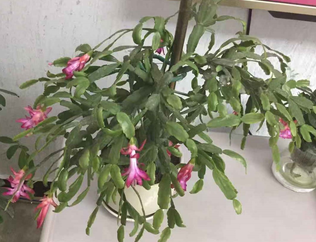 过年了，邻居送我的蟹爪兰开了