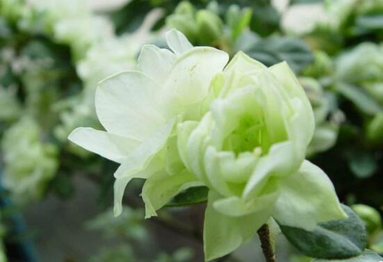 杜鹃花十大最美品种,杜鹃花十大品种排名及图片欣赏