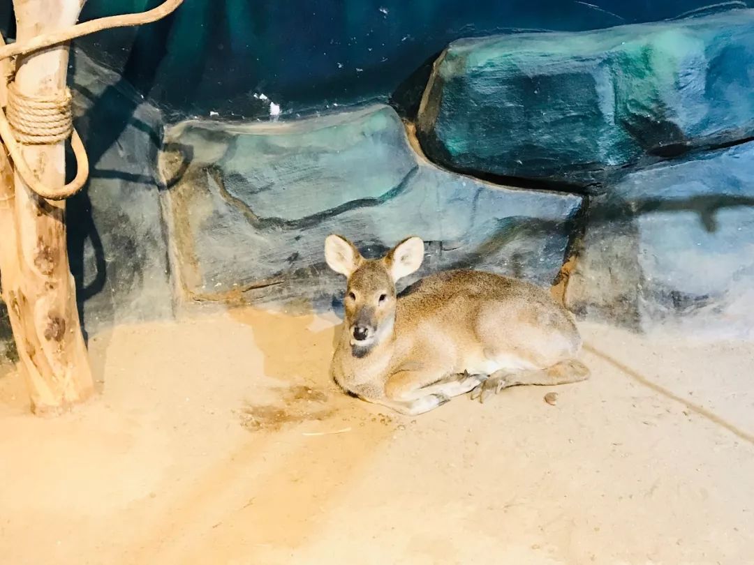 亲子必打卡动物园,动物园观赏园萌宠乐园等你打卡