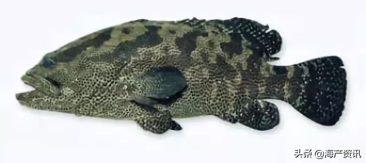 常见的海鲜鱼类图片及名称介绍,最稀少海鲜鱼类大全