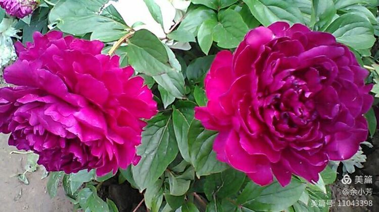 上海中山公园公寓,上海中山公园游玩攻略