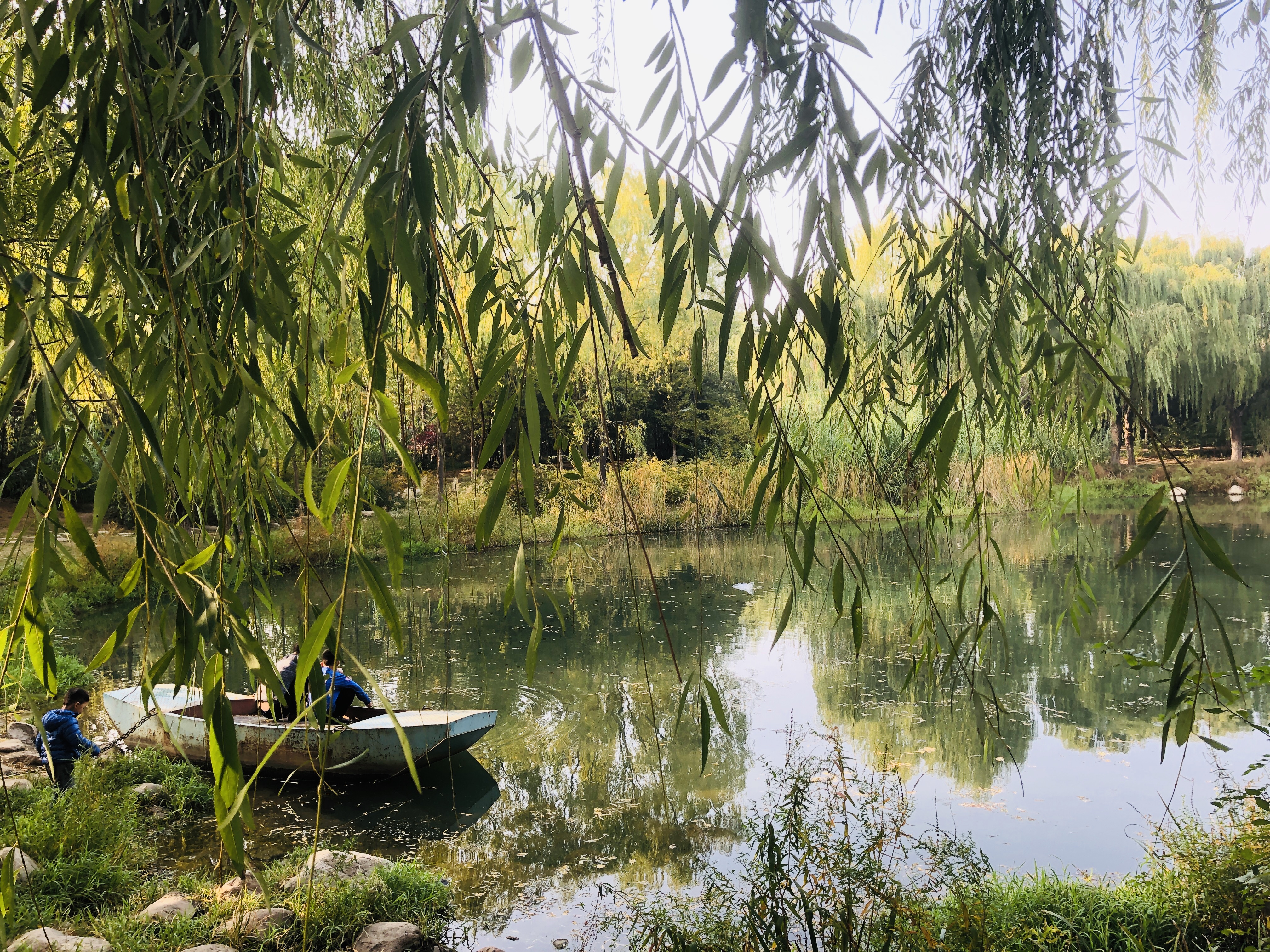 济南森林公园夏荷之美,雨后的济南森林公园美景让人陶醉