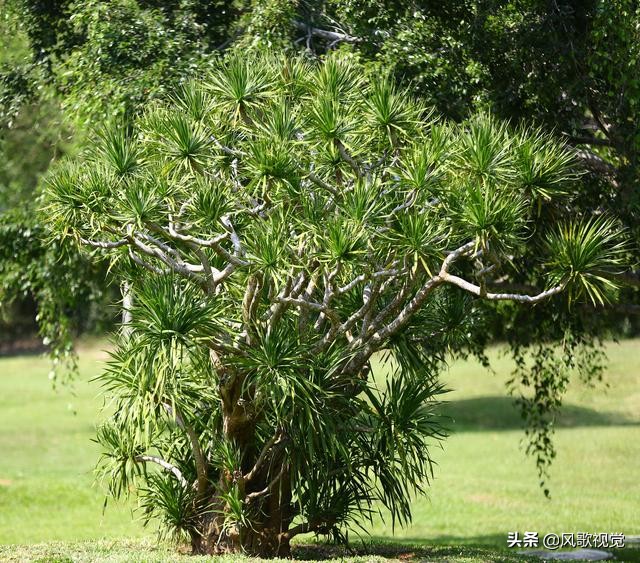 南山是属于哪个山,三亚南山是山吗
