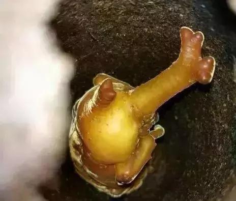 重口味慎入！美女玩起了大肉虫子，竟盘得又红又亮！