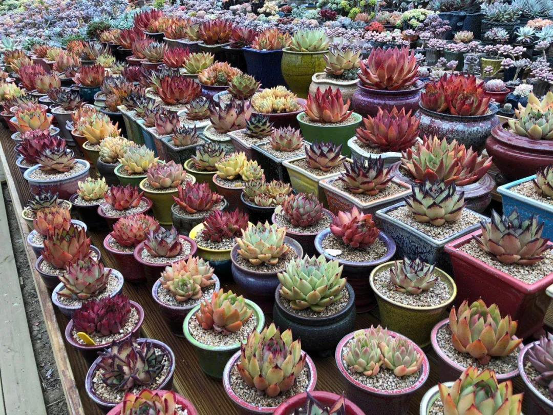 多肉直播一棵包邮,一棵多肉600万出售