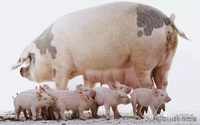 母猪不打针不喂料能好吗,母猪不吃打针流血不止是什么原因