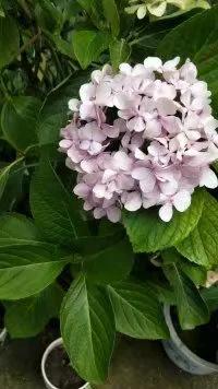 养子沟游玩攻略,养子沟畅游文案