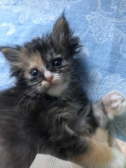 捡到的小奶猫眼睛流脓,捡到的小奶猫眼睛一直有眼屎