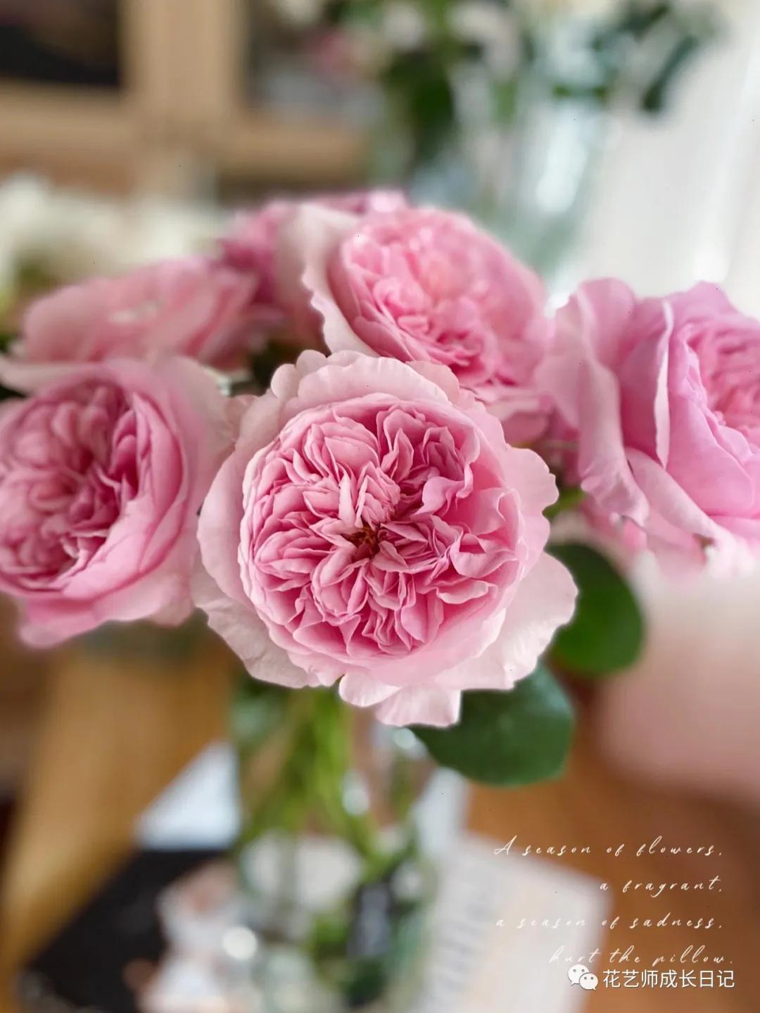 五号香水玫瑰花,100朵粉色玫瑰