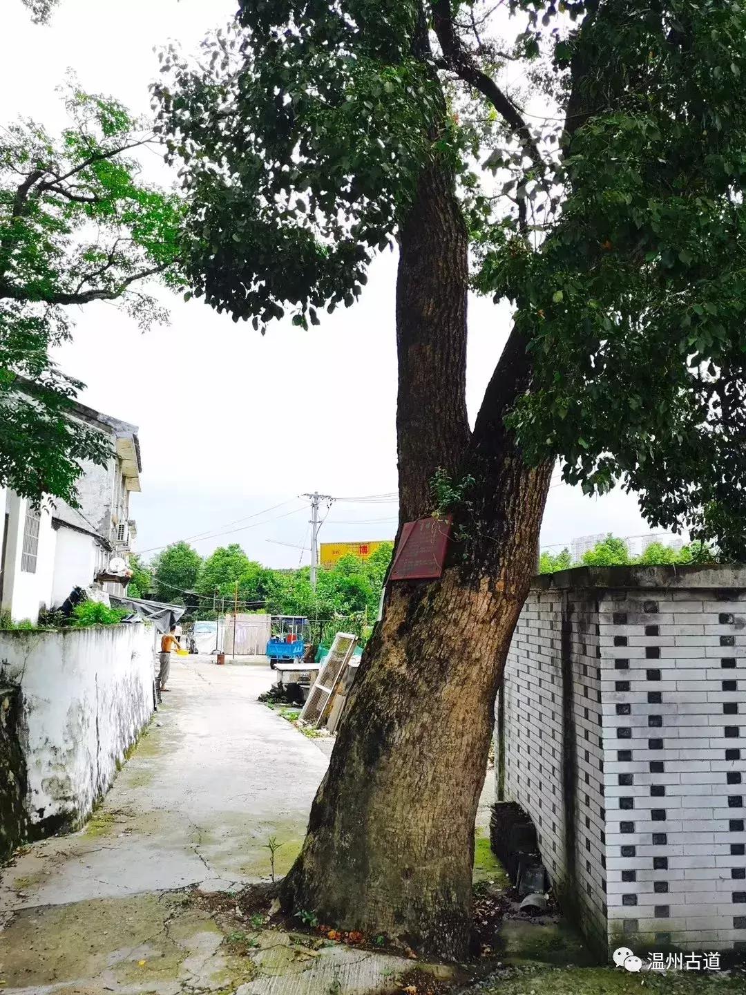 千年古村平阳县鸣山村古城夜景,平阳昆阳鸣山古村落