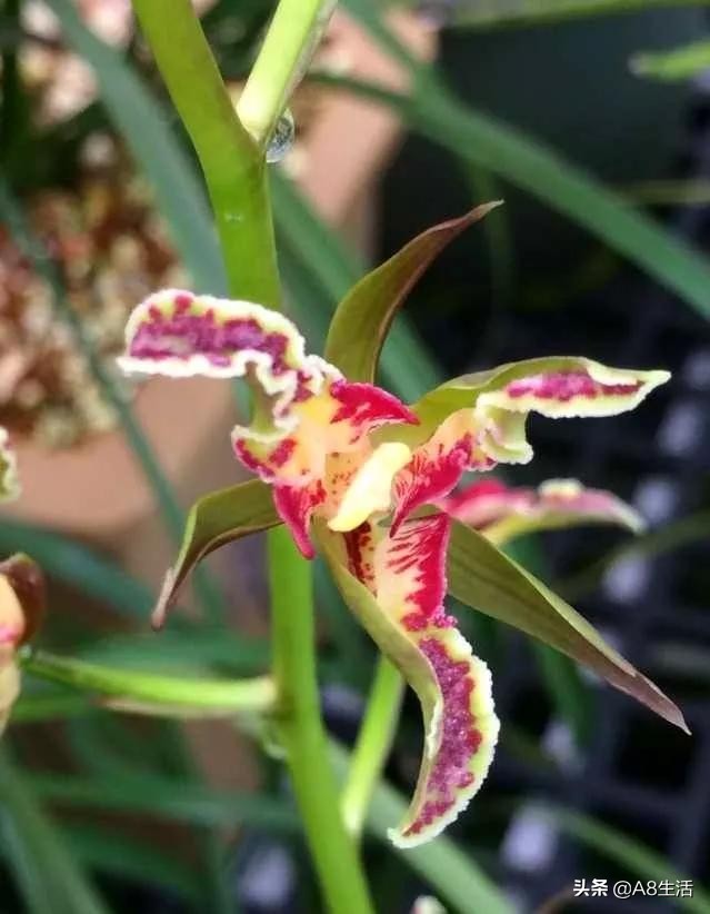 蒙山之春此花浓妆艳抹，彩块鲜红，是养兰人争相收藏的精品